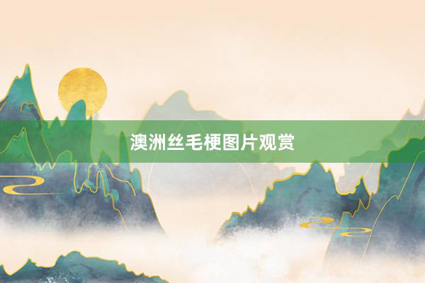 澳洲丝毛梗图片观赏